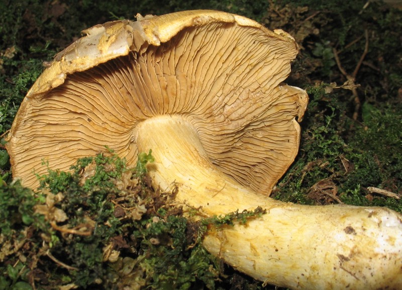 Cortinarius ochropallidus?